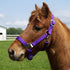 Country Pride Deluxe Poly Halter